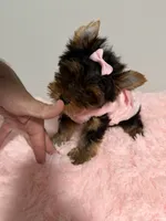 Akc full female Yorkie , a female Yorkshire Terrier for sale in Jacksonville, FL – 1 of 4