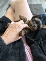 Tiny tiny Akc girl, a female Yorkshire Terrier for sale in Jacksonville, FL – 2 of 10