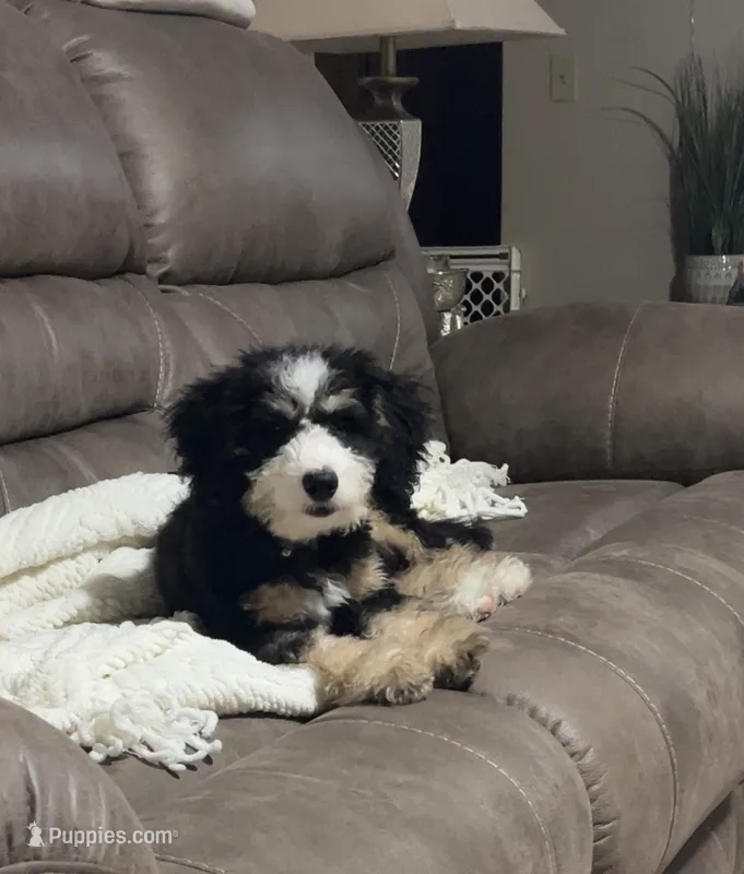 Teddy – Miniature Bernedoodle puppy for sale in Laporte, In
