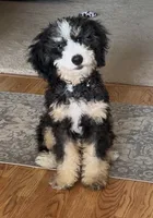 Teddy, a male Miniature Bernedoodle for sale in Laporte, IN – 3 of 4