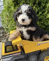 Teddy, a male Miniature Bernedoodle for sale in Laporte, IN – 4 of 4