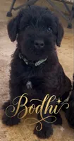 Bodhi, a male Giant Schnauzer for sale in Laporte, IN – 3 of 4