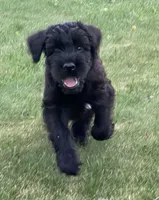 Bodhi, a male Giant Schnauzer for sale in Laporte, IN – 2 of 4