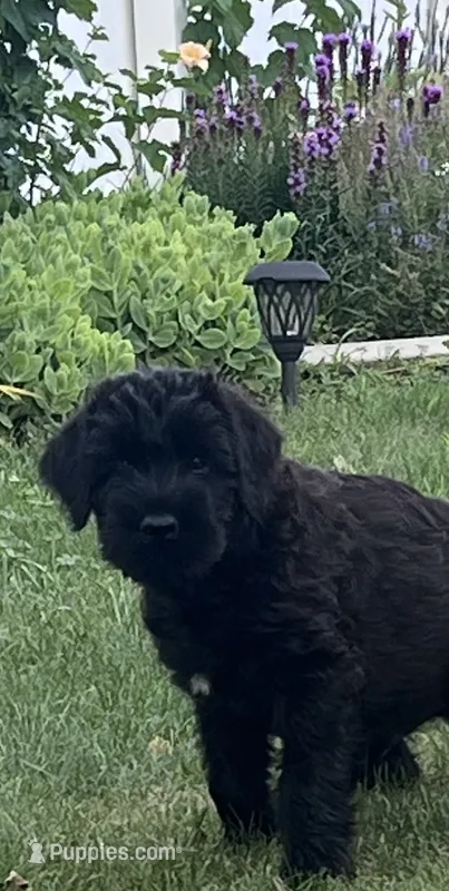 Bodhi – Giant Schnauzer puppy for sale in Laporte, In