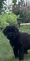 Bodhi, a male Giant Schnauzer for sale in Laporte, IN – 1 of 4