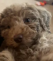 processed/bef0ffe1-29ba-4322-87c3-8a279c26cd24/listing/de5defac-2179-4e5d-a6e7-daf78b7304a4/f09f0cfb-66dc-4107-a956-cf6cd2ac31cb