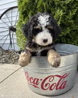 Teddy, a male Miniature Bernedoodle for sale in Laporte, IN – 2 of 4
