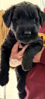 Bodhi, a male Giant Schnauzer for sale in Laporte, IN – 4 of 4