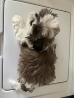 Jackson, a male Shih Tzu for sale in Gainesville, FL – 3 of 3