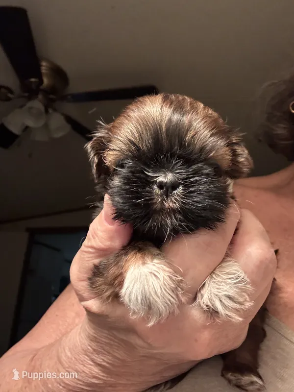S’More, a female Shih Tzu for sale in Gainesville, FL – 1 of 1