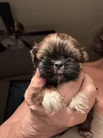 S’More, a female Shih Tzu for sale in Gainesville, FL – 1 of 1