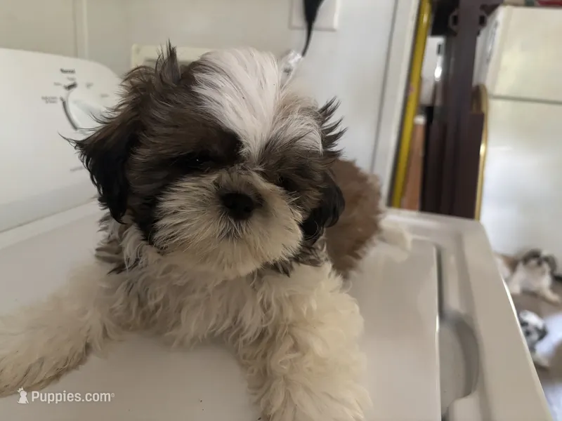 Jackson – Shih Tzu puppy for sale in Gainesville, FL