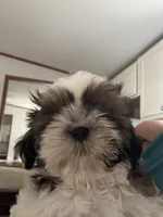 Jackson, a male Shih Tzu for sale in Gainesville, FL – 2 of 3