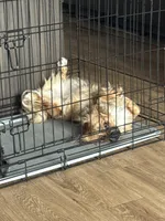 Brownie , a female Havanese and Shih Tzu for sale in Bronx, NY – 2 of 3