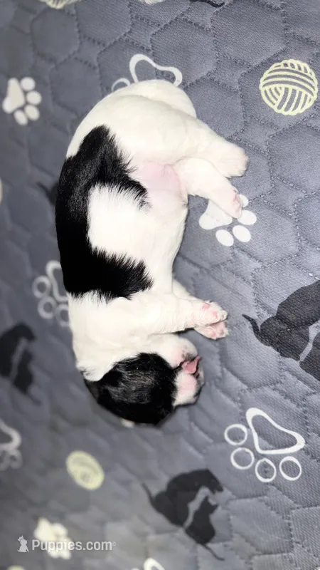 Oreo – Havanese puppy for sale in Bronx, NY