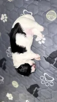 Oreo, a male Havanese for sale in Bronx, NY – 1 of 1