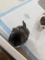 Chunks, a male Havanese for sale in Bronx, NY – 1 of 3