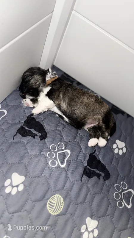 Chunks – Havanese puppy for sale in Bronx, NY