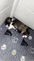 Chunks, a male Havanese for sale in Bronx, NY – 1 of 1