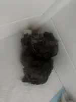 Chunks, a male Havanese for sale in Bronx, NY – 2 of 3