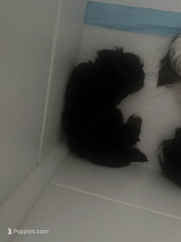 Tiny – Havanese puppy for sale in Bronx, NY
