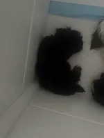 Tiny, a female Havanese for sale in Bronx, NY – 1 of 2