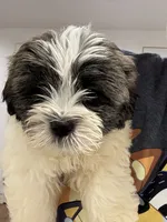 Beethoven , a male Havanese and Shih Tzu for sale in Bronx, NY – 2 of 2