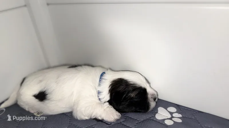 Spot – Havanese puppy for sale in Bronx, NY