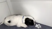Spot, a male Havanese for sale in Bronx, NY – 1 of 1