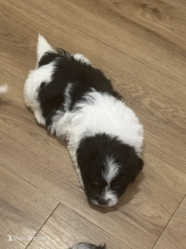 Oreo – Havanese puppy for sale in Bronx, NY