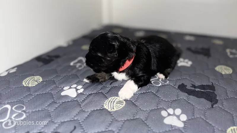 Onyx – Havanese puppy for sale in Bronx, NY