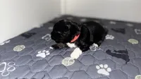 Onyx, a male Havanese for sale in Bronx, NY – 1 of 1