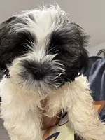 Spot, a male Havanese and Shih Tzu for sale in Bronx, NY – 1 of 1