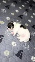 Bandit, a male Havanese for sale in Bronx, NY – 1 of 1