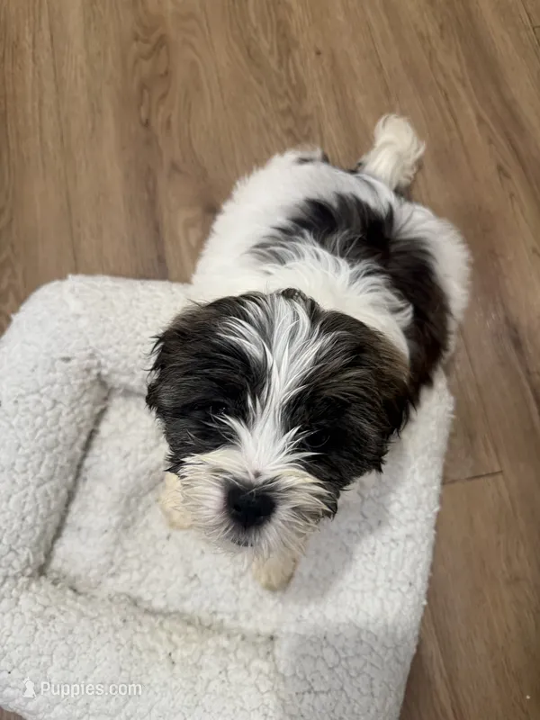 Beethoven  – Havanese, Shih Tzu puppy for sale in Bronx, NY