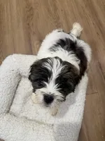 Beethoven , a male Havanese and Shih Tzu for sale in Bronx, NY – 1 of 2