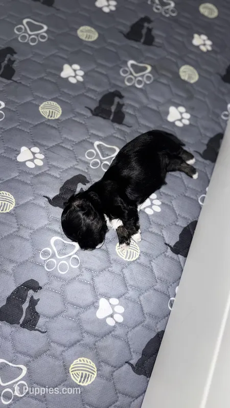 Tiny – Havanese puppy for sale in Bronx, NY