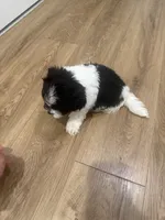 Oreo, a male Havanese for sale in Bronx, NY – 2 of 2