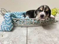 Flynn- Pocket Beagle, a male Beagle for sale in Lovington, IL – Photo 2 of 3