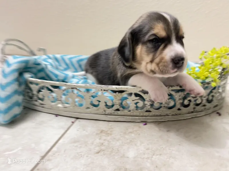 Flynn- Pocket Beagle, a male Beagle for sale in Lovington, IL – Photo 1 of 3