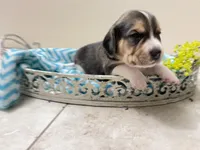 Flynn- Pocket Beagle, a male Beagle for sale in Lovington, IL – Photo 1 of 3