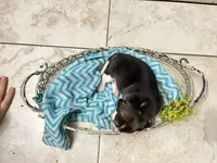 Flynn- Pocket Beagle, a male Beagle for sale in Lovington, IL – Photo 3 of 3