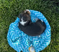 Kilmer, a male Beagle for sale in Lovington, IL – 3 of 3