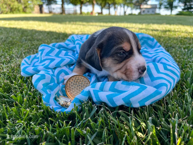 Kenyon – Beagle puppy for sale in Lovington, IL