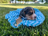Kenyon, a male Beagle for sale in Lovington, IL – 1 of 3