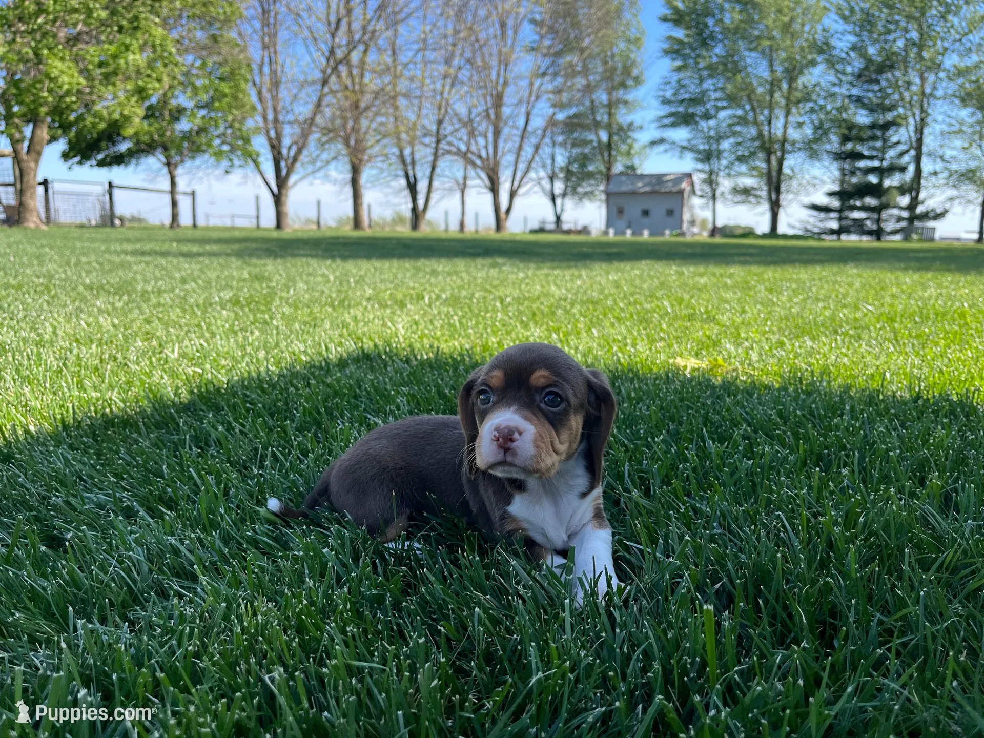Fiera, a female Beagle for sale in Lovington, IL – 1 of 5