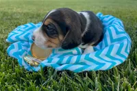 Kilmer, a male Beagle for sale in Lovington, IL – 2 of 3