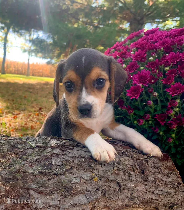 Sheena – Beagle puppy for sale in Lovington, IL
