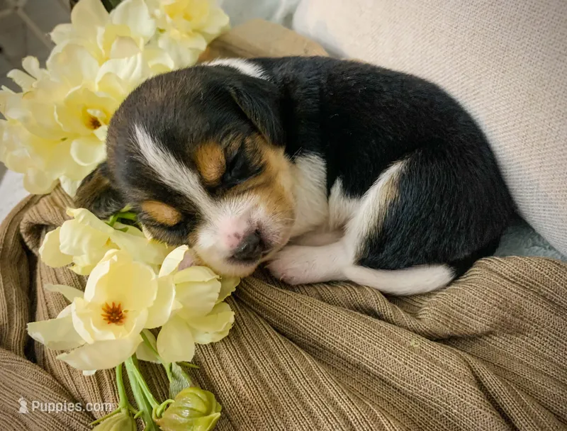 Kelly – Beagle puppy for sale in Lovington, IL