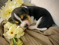 Kelly, a male Beagle for sale in Lovington, IL – 1 of 1